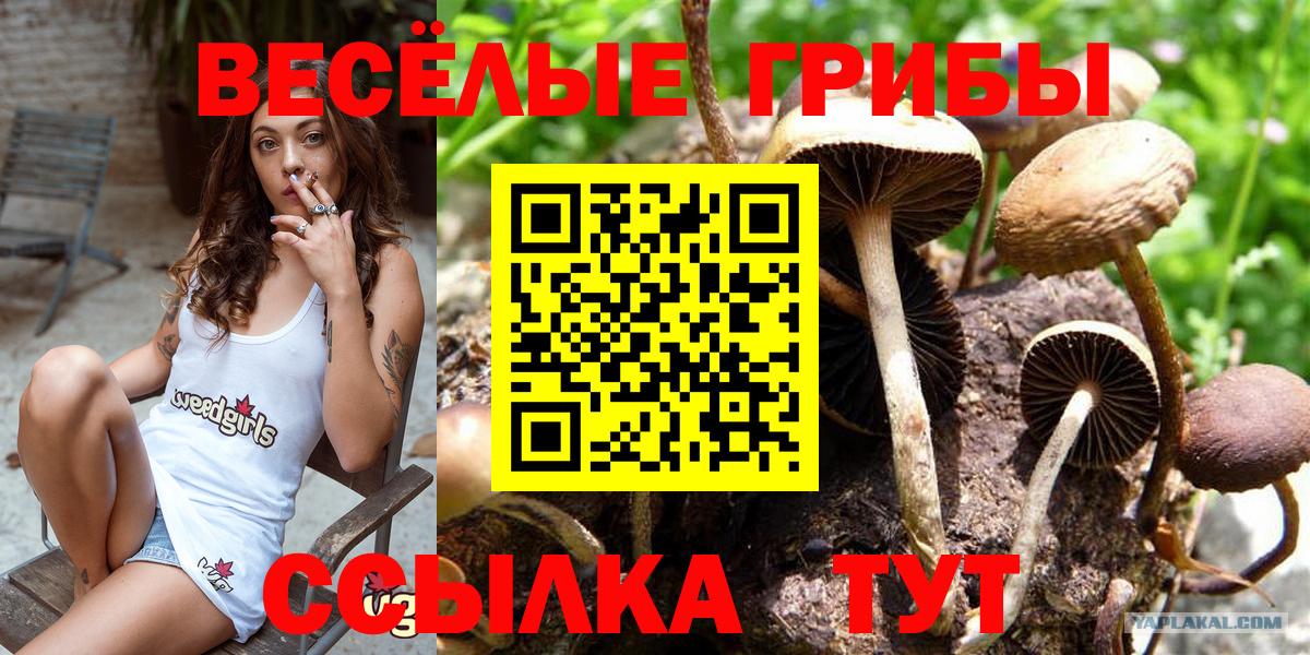 Галлюциногенные грибы Psilocybine cubensis Черногорск